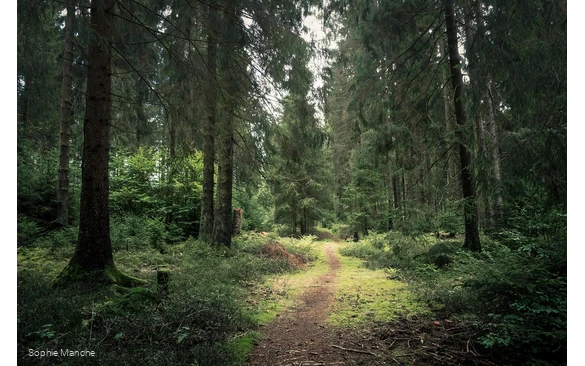 Pfad durch einen grünen Wald auf der Rothaarsteig-Spur Zinser Grenzpfad