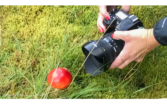 Kamera fokussiert einen Pilz